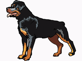 rottweiler-ruchomy-obrazek-0050