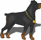 rottweiler-ruchomy-obrazek-0055