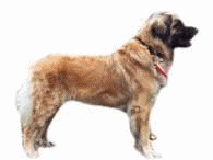 pies-leonberger-ruchomy-obrazek-0007