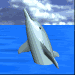 delfin-ruchomy-obrazek-0139