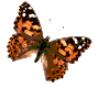 motyl-ruchomy-obrazek-0187