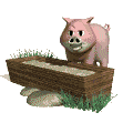 swinia-ruchomy-obrazek-0084