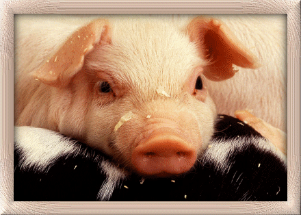swinia-ruchomy-obrazek-0259