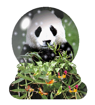 panda-ruchomy-obrazek-0093