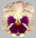 kwiat-ruchomy-obrazek-0174