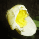 kwiat-ruchomy-obrazek-0389