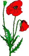 kwiat-ruchomy-obrazek-0460