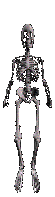 szkielet-ruchomy-obrazek-0087