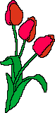 tulipan-ruchomy-obrazek-0021