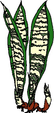 lisc-ruchomy-obrazek-0006