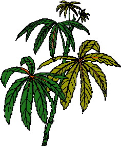 lisc-ruchomy-obrazek-0008