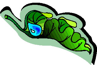 lisc-ruchomy-obrazek-0018