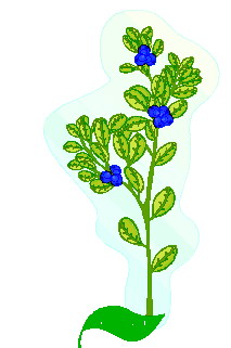 lisc-ruchomy-obrazek-0021