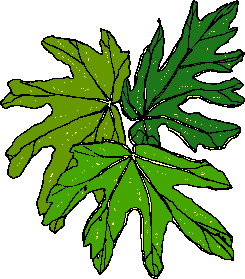 lisc-ruchomy-obrazek-0030