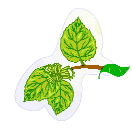 lisc-ruchomy-obrazek-0033