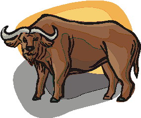 bawol-ruchomy-obrazek-0008