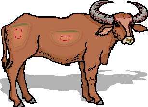 bawol-ruchomy-obrazek-0041