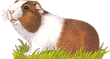 swinka-morska-ruchomy-obrazek-0052