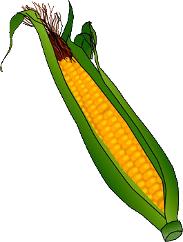kukurydza-ruchomy-obrazek-0019