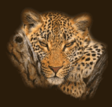 tygrys-ruchomy-obrazek-0033