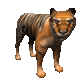 tygrys-ruchomy-obrazek-0041