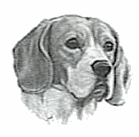 pies-beagle-ruchomy-obrazek-0003