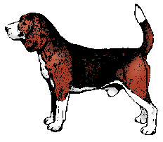 pies-beagle-ruchomy-obrazek-0016