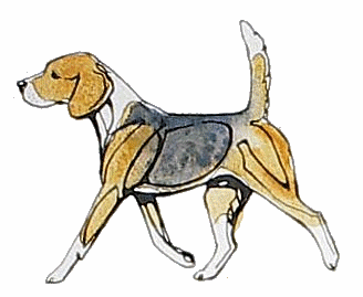 pies-beagle-ruchomy-obrazek-0028