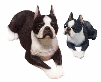 pies-boston-terrier-ruchomy-obrazek-0003