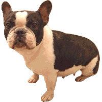 buldog-ruchomy-obrazek-0008