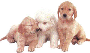 pies-golden-retriever-ruchomy-obrazek-0001