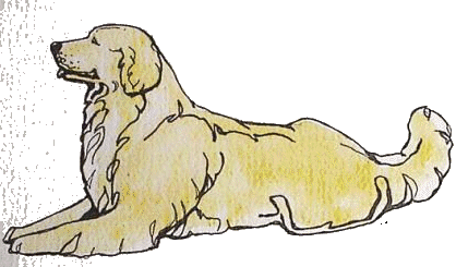pies-golden-retriever-ruchomy-obrazek-0031