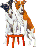 pies-jack-russell-terrier-ruchomy-obrazek-0016