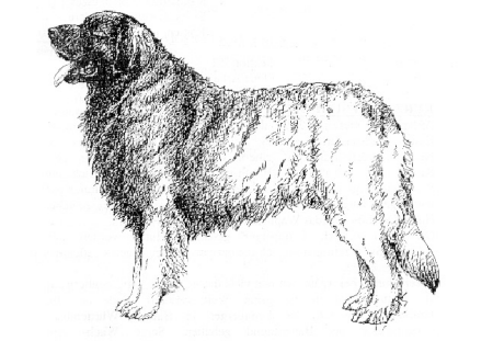 pies-leonberger-ruchomy-obrazek-0004