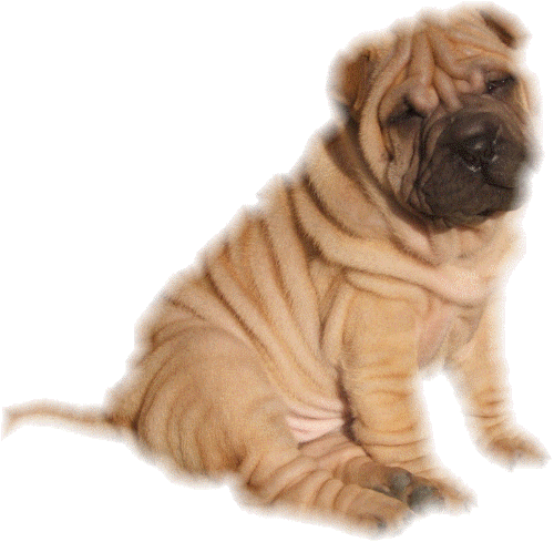 pies-shar-pei-ruchomy-obrazek-0020