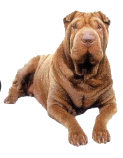 pies-shar-pei-ruchomy-obrazek-0030