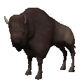 bizon-ruchomy-obrazek-0003