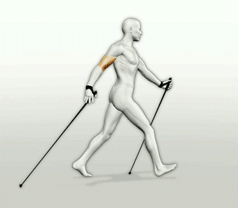 nordic-walking-ruchomy-obrazek-0003