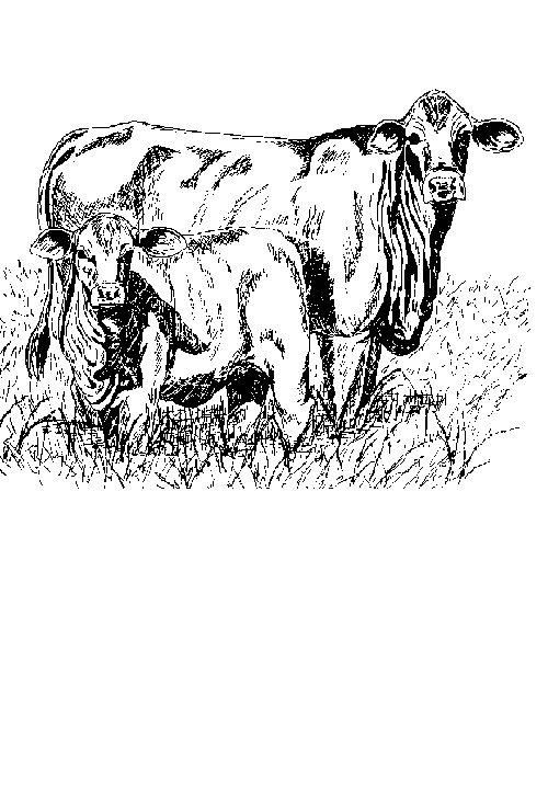 kolorowanka-krowa-ruchomy-obrazek-0037