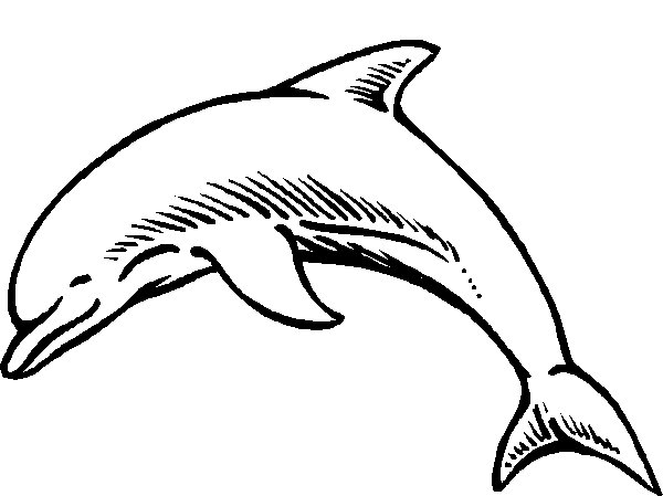 kolorowanka-delfin-ruchomy-obrazek-0013