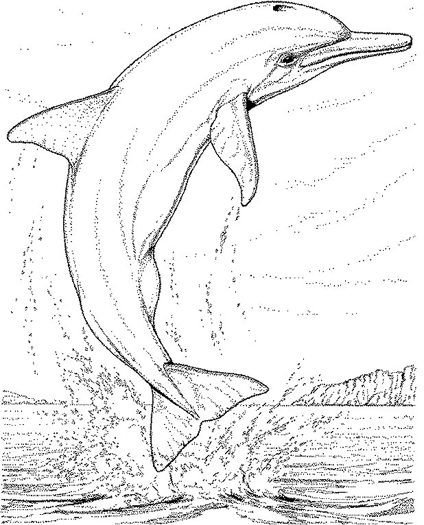 kolorowanka-delfin-ruchomy-obrazek-0016