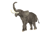slon-ruchomy-obrazek-0341