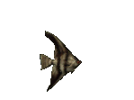ryba-ruchomy-obrazek-0372