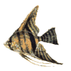 ryba-ruchomy-obrazek-0512