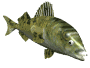 ryba-ruchomy-obrazek-0523