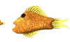 ryba-ruchomy-obrazek-0566