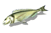 ryba-ruchomy-obrazek-0617