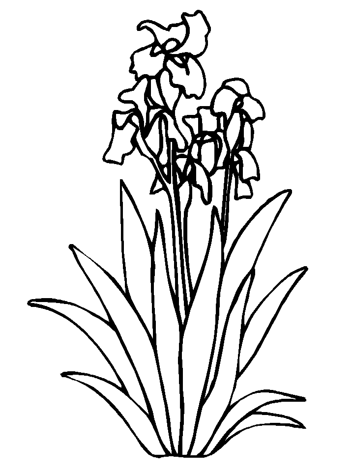 kolorowanka-kwiat-ruchomy-obrazek-0021