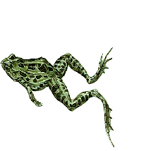 zaba-ruchomy-obrazek-0045