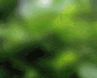zyrafa-ruchomy-obrazek-0062